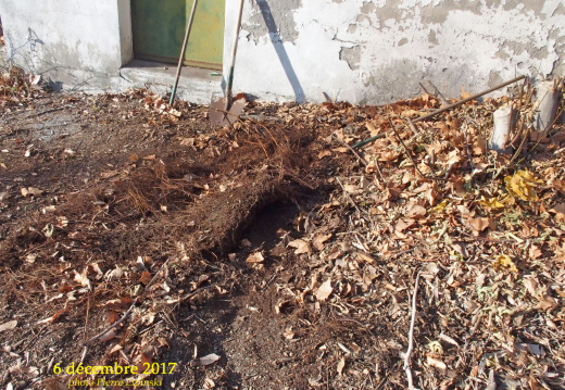 2017 12 06 CHAN-PL 5494 Courbessac  Parking  tapis de racines